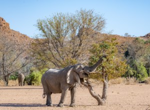 African elephant (Loxodonta africana), desert elephant in barren desert landscape, eating leaves in