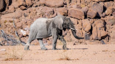 Young African elephant (Loxodonta africana), desert elephant, near the Ugab River, Damaraland,