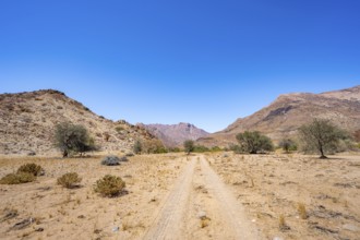 Sand track leads through desert landscape with Brandberg, Erongo, Damaraland, Namibia