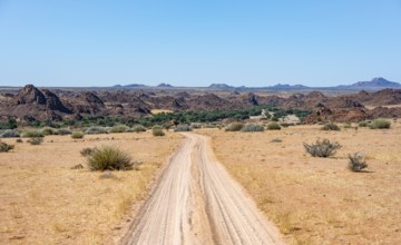 Sand track through desert landscape, Brandberg, Erongo, Damaraland, Namibia