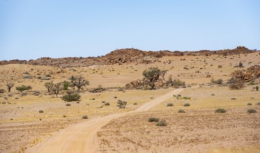 Sand track leads through desert landscape, barren landscape with hills of stacked rocks, Brandberg,