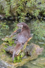 A Eurasian otter (Lutra lutra) rests on a root of a tree with some moss on it lying in the water.