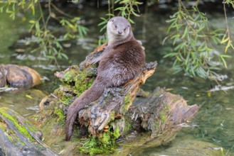 A Eurasian otter (Lutra lutra) rests on a root of a tree with some moss on it lying in the water.