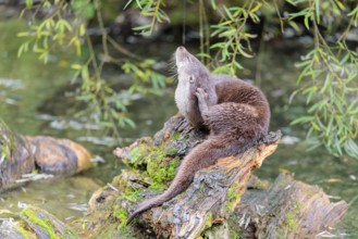 A Eurasian otter (Lutra lutra) grooms himself on a root of a tree with some moss on it lying in the