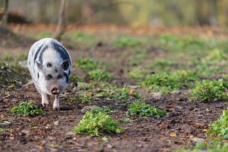 A Kunekune pig (sus scrofa domesticus), a domestic breed from New Zealand walks through a natural