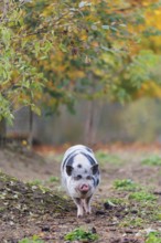 A Kunekune pig (sus scrofa domesticus), a domestic breed from New Zealand walks through a natural