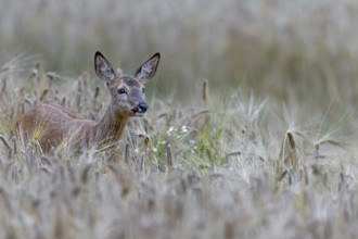 Doe (Capreolus capreolus) standing attentively in a barley field, eyes, summer coat, Germany