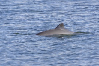 The Harbour porpoise (Phocoena phocoena) is a very small species of cetacean and, with a bit of
