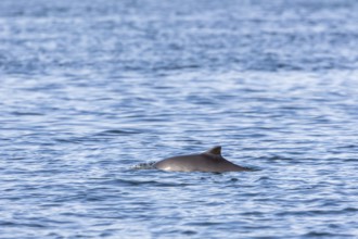 A Harbour porpoise (Phocoena phocoena) in the Baltic Sea, Denmark