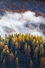 Coniferous forest with larch and spruce trees crossed by clouds of fog, Engadin, Canton of