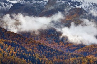 Coniferous forest with larch and spruce trees crossed by clouds of fog, Engadin, Canton of