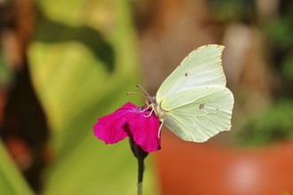 Lemon moth (Gonepteryx rhamny) on crown light clove or vexier clove (Lychnis coronaria), in a