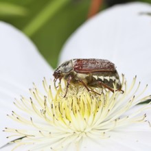 May beetle, field may beetle (Melolontha melolontha), female on the flower of clematis (Clematis),