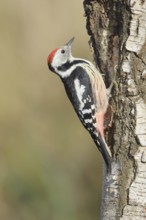 Middle woodpecker (Dendrocopos medius), foraging on the trunk of a common birch (Betula pendula),