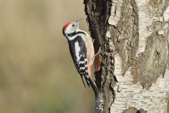 Middle woodpecker (Dendrocopos medius), foraging on the trunk of a common birch (Betula pendula),