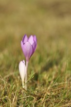 Autumn crosses (Colchicum autumnale), timeless plants (Colchica) half-opened flowers in a meadow,