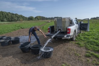 Young shepherd fills water tubs in the pasture for his sheep (Ovis gmelini aries), Othenstorf,