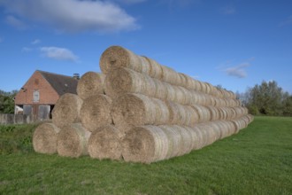 Stacked round straw bales of the agricultural cooperative in a meadow, in the back of the cowshed,