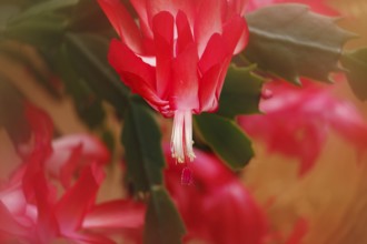 Christmas cactus (Schlumbergera truncata), blossoms, in studio, with alienation, North
