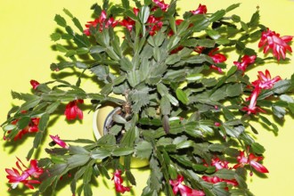 Christmas cactus (Schlumbergera truncata), with many flowers, from above, green background, North