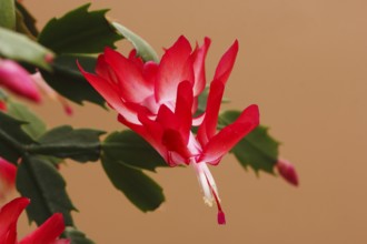 Christmas cactus (Schlumbergera truncata), flowers, in studio, North Rhine-Westphalia, Germany