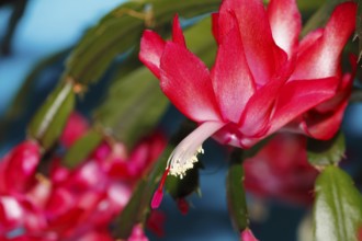 Christmas cactus (Schlumbergera truncata), flowers, in studio, North Rhine-Westphalia, Germany