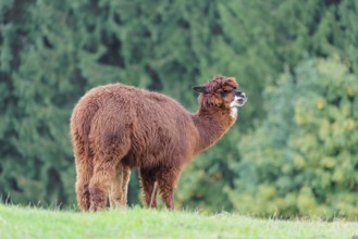 A young white alpaca (Vicugna pacos) stands next to its brown mother on a green meadow on hilly