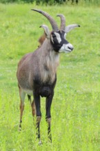 A roan antelope (Hippotragus equinus) stands in a green meadow. South Africa