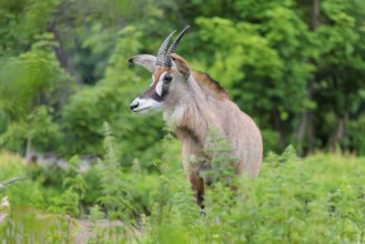 A roan antelope (Hippotragus equinus) stands in a green meadow with tall vegetation. South Africa