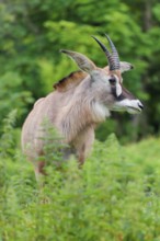 A roan antelope (Hippotragus equinus) stands in a green meadow with tall vegetation. South Africa