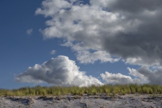 Beach oats (Ammophila) on the beach, rain clouds (Nimbostratus), Baltic Sea, Darß,