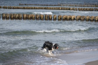 Dog, border collie fetches a ball from the Baltic Sea, Ahrtenshoop, Darß, Mecklenburg-Western
