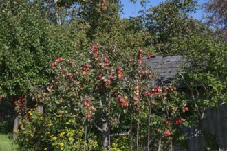 Apple tree (Malus) with ripe fruits, Darß, Mecklenburg-Western Pomerania, Germany