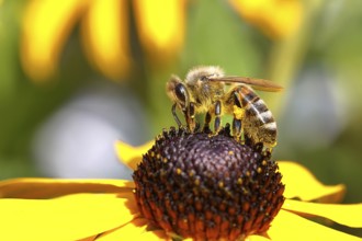 European honey bee (Apis mellifera), collects nectar from a flower of yellow coneflower (Echinacea