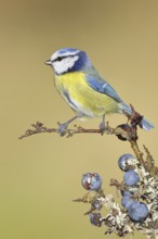 Blue tit (Parus caeruleus), sitting on a branch in a blackthorn bush, (Prunus spinosa), sloes, with