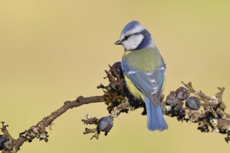 Blue tit (Parus caeruleus), sitting on a branch in a blackthorn bush, (Prunus spinosa), sloes, with