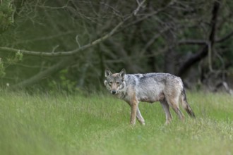 Interested is the wolf fähe (Canis lupus) at the edge of the forest, mammals, boy rearing, Denmark