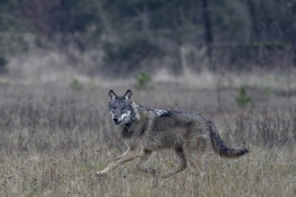 The direct view from the wolf (Canis lupus) is unique and remains an unforgettable experience for