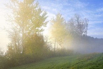 Autumnal birch trees (Betula pendula), in fog, Beinwil-Freiamt, Canton, Aargau, Switzerland