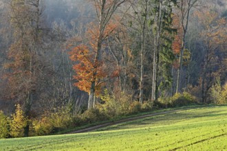 Autumn-colored forest, Beinwil-Freiamt, Canton, Aargau, Switzerland