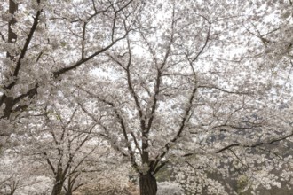 White-blooming cherry trees in spring on Rose Island in Bad Kreuznach, Germany