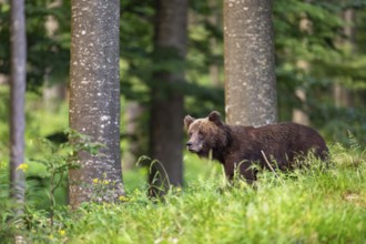 European brown bear (Ursus arctos arctos), in the forest, Notranjska region, Slovenia