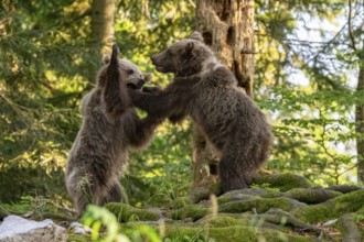 European brown bear (Ursus arctos arctos), two young animals playing in the forest, Dolenjska