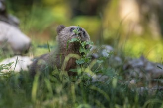 European brown bear (Ursus arctos arctos), young animal in the forest, Notranjska region, Slovenia