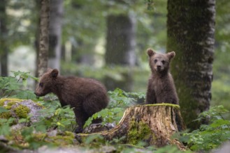 European brown bear (Ursus arctos arctos), two young animals in the forest, Notranjska region,