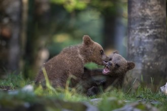 European brown bear (Ursus arctos arctos), two young animals playing in the forest, Notranjska