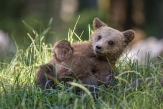European brown bear (Ursus arctos arctos), young animal lying in meadow, Notranjska Region,