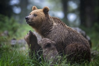 European brown bear (Ursus arctos arctos), mother with two cubs, in the forest, Notranjska region,