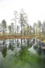 Emerald green spring water reflects autumn trees. Frog spring in the moor, wetland in Arvidsjaur,
