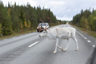 White reindeer on the street in Sweden, Lapland in autumn. An old Swedish car on the opposite road